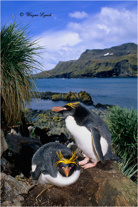 Macaroni Penguin 101 by Dr. Wayne Lynch &copy;