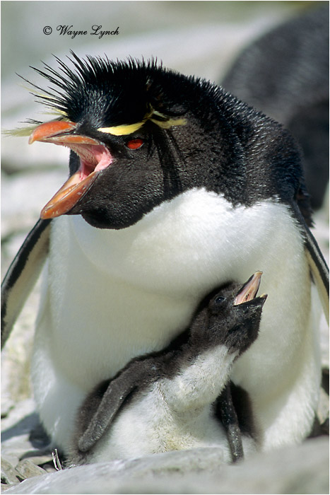 Rockhopper Penguin 103 by Dr. Wayne Lynch &copy;