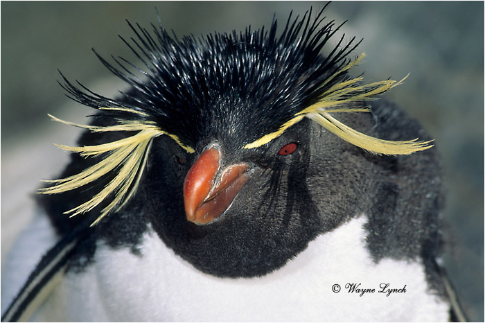 Rockhopper Penguin 104 by Dr. Wayne Lynch &copy;