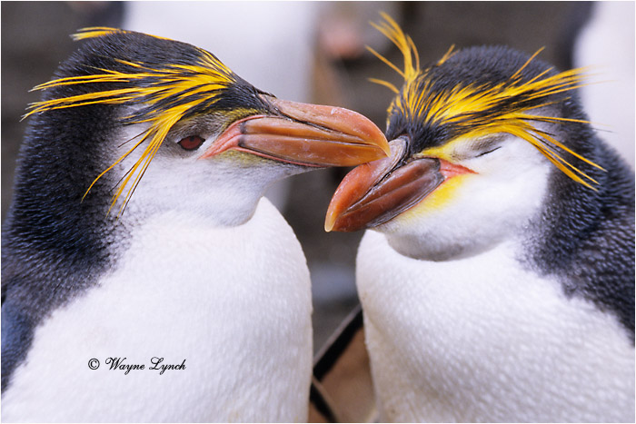 Royal Penguin 101 by Dr. Wayne Lynch &copy;