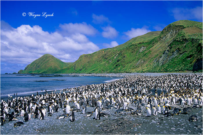 King Penguin 117 by Dr. Wayne Lynch &copy;