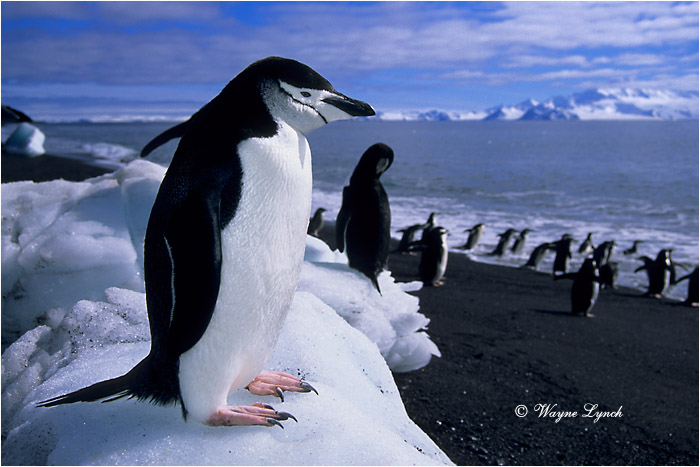 Chinstrap Penguin 103 by Dr. Wayne Lynch &copy;