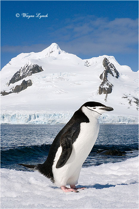 Chinstrap Penguin 103 by Dr. Wayne Lynch &copy;