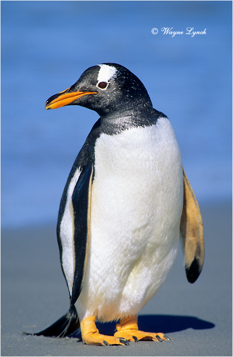 Gentoo Penguin 105 by Dr. Wayne Lynch &copy;
