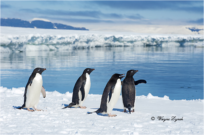 Adelie Penguins 122 by Dr. Wayne Lynch &copy;