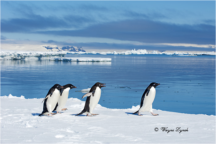 Adelie Penguins 124 by Dr. Wayne Lynch &copy;