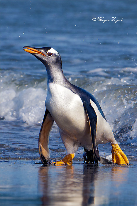 Gentoo Penguin 120 by Dr. Wayne Lynch &copy;