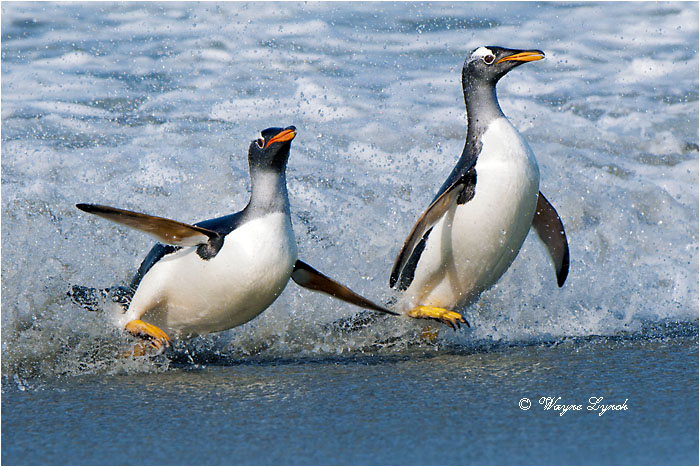 Gentoo Penguins 118 by Dr. Wayne Lynch &copy;