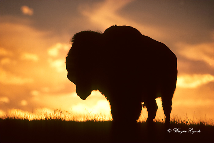Plains Bison 101 by Wayne Lynch &copy;