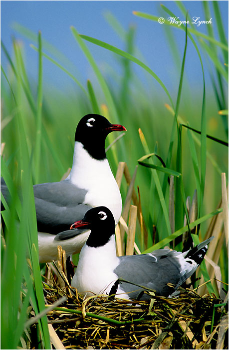 Franklin's Gull 102 by Wayne Lynch &copy;