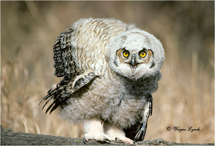 Great Horned Owl 152 by Wayne Lynch &copy;