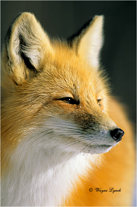 Red Fox 106 by Wayne Lynch &copy;