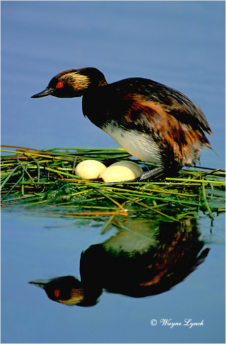 Eared Grebe 101 by Wayne Lynch &copy;