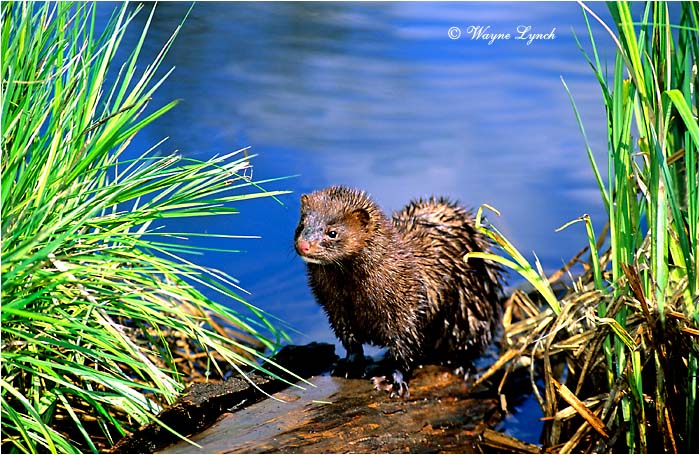 American Mink 101 by Wayne Lynch &copy;