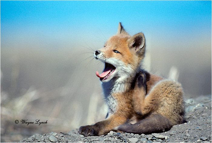 Red Fox 102 by Wayne Lynch &copy;