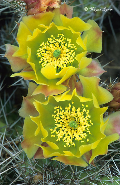 Prickly Pear Cactus 102 by Wayne Lynch &copy;