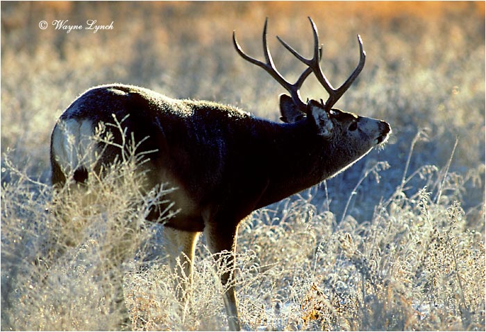 Mule Deer 101 by Wayne Lynch &copy;