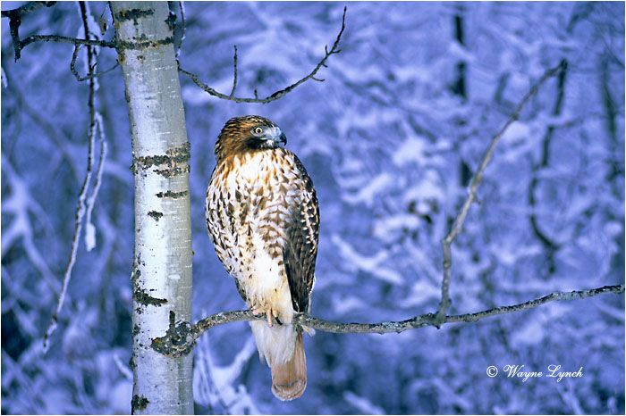Red-tailed Hawk 101 by Wayne Lynch &copy;