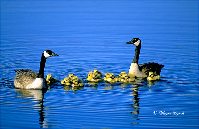 Canada Goose 102 by Wayne Lynch &copy;