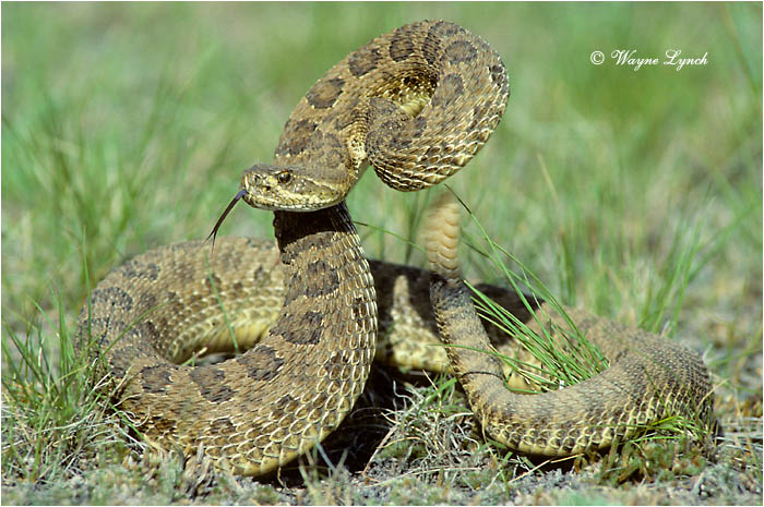 Prairie Rattlesnake 102 by Wayne Lynch &copy;
