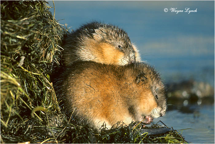 Muskrat 101 by Wayne Lynch &copy;