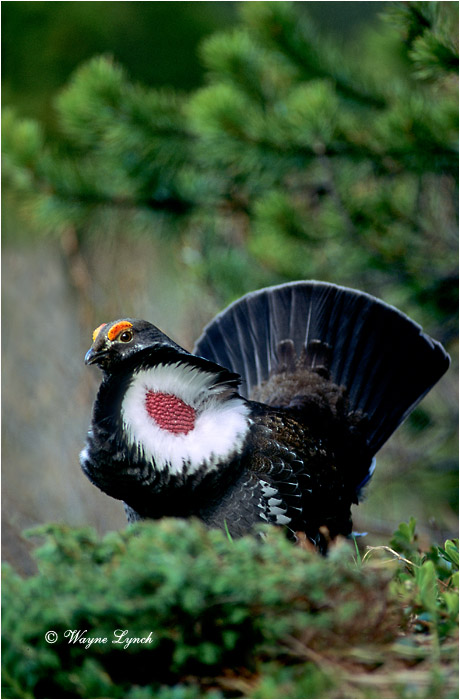 Dusky Grouse 103 by Wayne Lynch &copy;