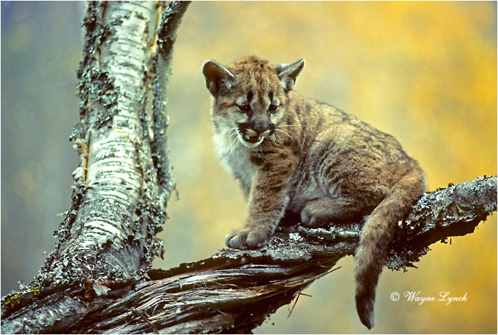 Cougar Kitten 103 by Wayne Lynch &copy;