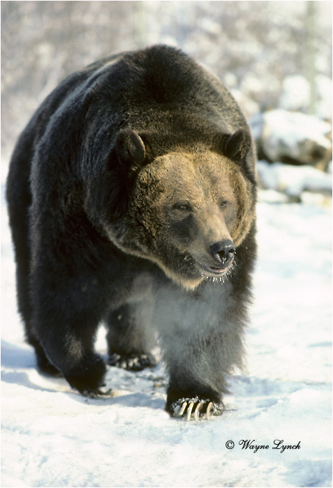 Grizzly Bear 125 by Wayne Lynch &copy;