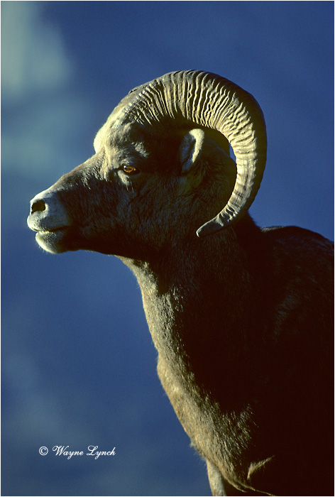 Bighorn Sheep 103 by Wayne Lynch &copy;