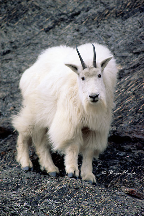 Mountain Goat 101 by Wayne Lynch &copy;