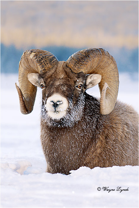Bighorn Sheep Ram 118 by Dr. Wayne Lynch &copy;