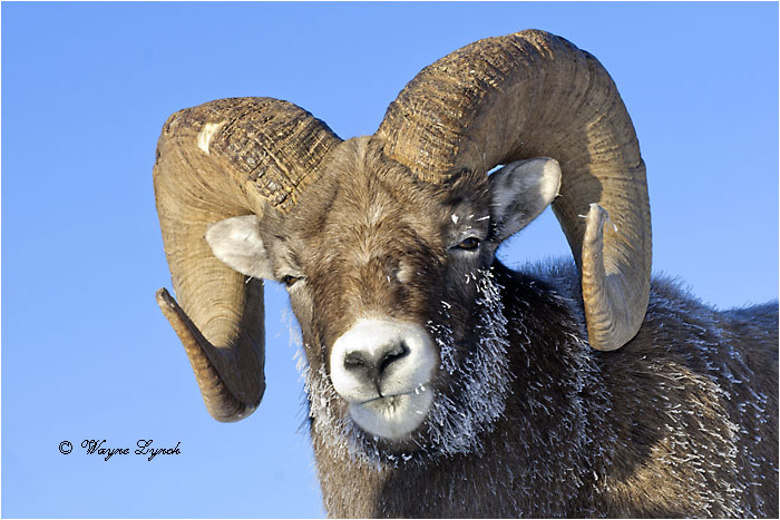 Bighorn Sheep Ram 127 by Dr. Wayne Lynch &copy;