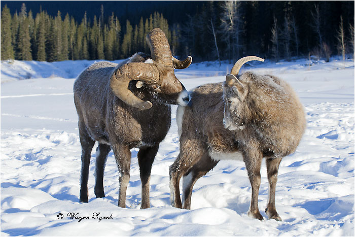 Bighorn Sheep Ram & Ewe Courting 131 by Dr. Wayne Lynch &copy;