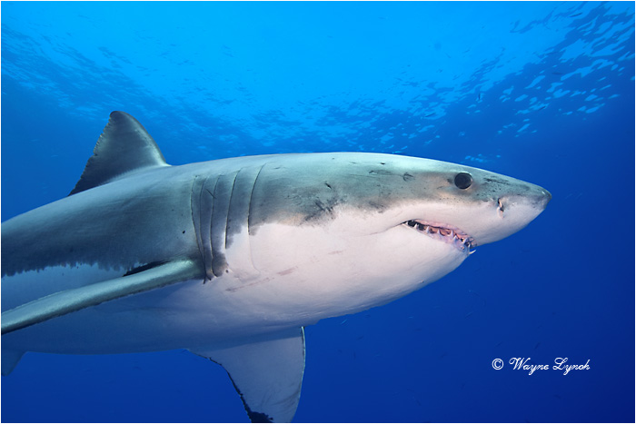 Great White Shark 121 by Dr. Wayne Lynch &copy;