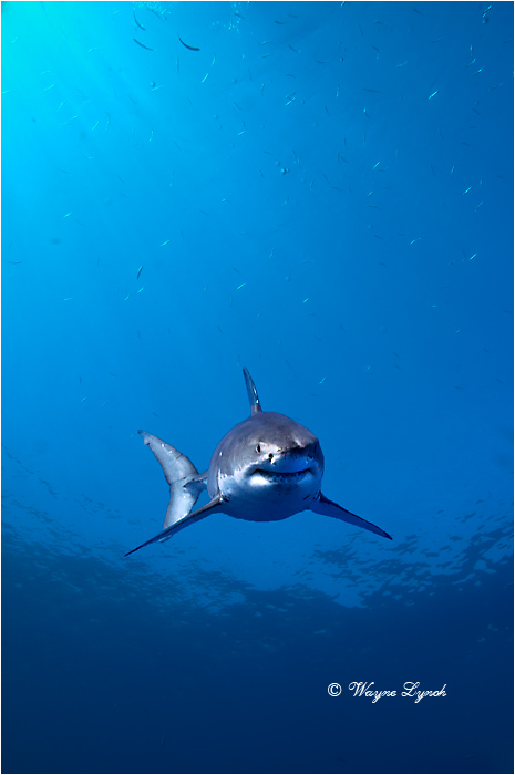 Great White Shark 102 by Dr. Wayne Lynch &copy;