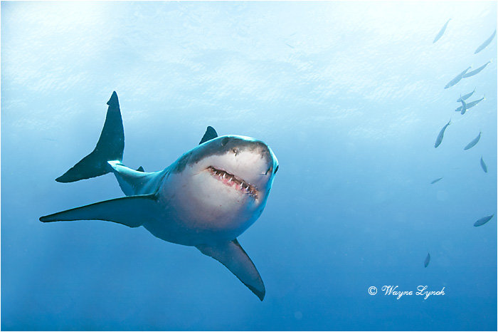 Great White Shark 112 by Dr. Wayne Lynch &copy;