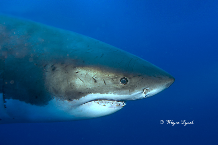 Great White Shark 132 by Dr. Wayne Lynch &copy;