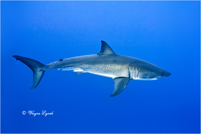 Great White Shark 127 by Dr. Wayne Lynch 