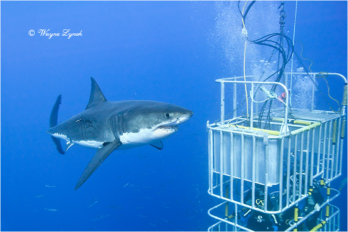 Cage Diving with Great White Sharks 103  by Dr. Wayne Lynch &copy;