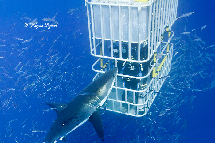Cage Diving with Great White Sharks 104 by Dr. Wayne Lynch &copy;