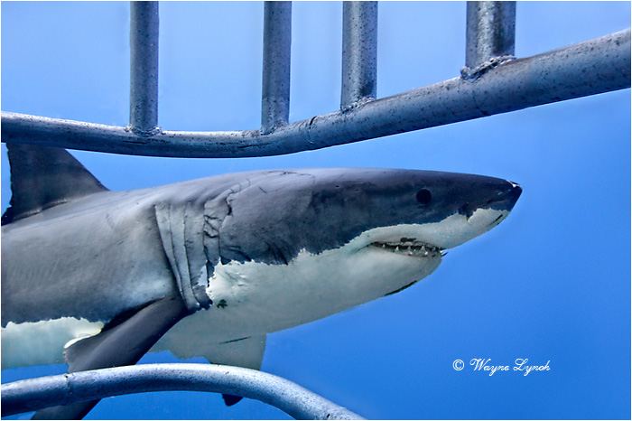 Cage Diving with Great White Sharks 105 by Dr. Wayne Lynch &copy;